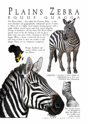 Plains Zebra poster