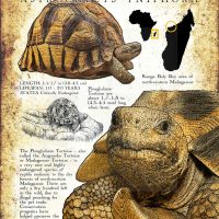 Ploughshare Tortoise poster