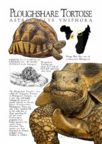 Ploughshare Tortoise poster