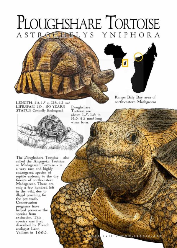 Ploughshare Tortoise poster