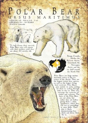 Polar Bear Poster