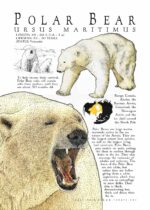 Polar Bear poster