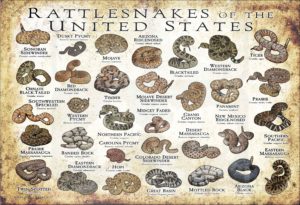 Rattlesnakes of the United States poster print