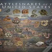 Rattlesnakes of the United States poster print