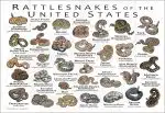 Rattlesnakes of the United States poster print