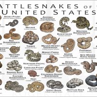 Rattlesnakes of the United States poster print