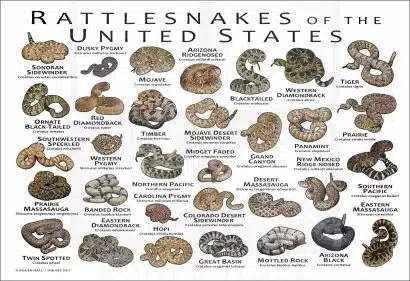 Rattlesnakes of the United States poster print