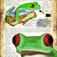 Red-Eyed Tree Frog Poster