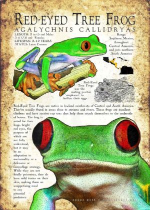 Red-Eyed Tree Frog Poster