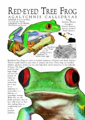 Red-Eyed Tree Frog poster