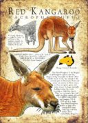 Red Kangaroo poster