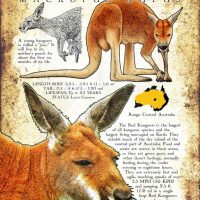 Red Kangaroo poster