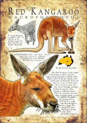 Red Kangaroo poster