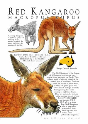 Red Kangaroo poster