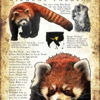 Red Panda poster