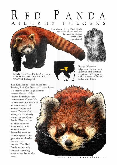 Red Panda poster