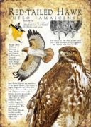 Red-Tailed Hawk poster
