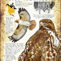 Red-Tailed Hawk poster