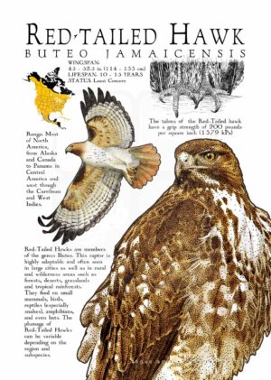 Red-Tailed Hawk poster
