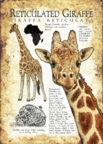 Reticulated Giraffe poster