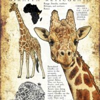 Reticulated Giraffe poster