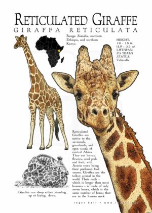 Reticulated Giraffe poster