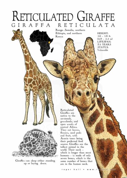 Reticulated Giraffe poster