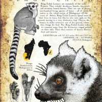 Ring-Tailed lemur poster