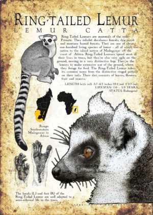 Ring-Tailed lemur poster
