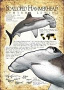 Scalloped Hammerhead Shark poster