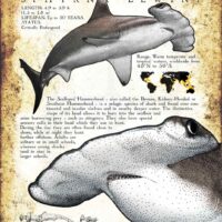 Scalloped Hammerhead Shark poster