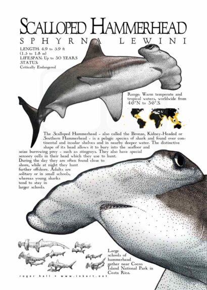 Scalloped Hammerhead Shark poster
