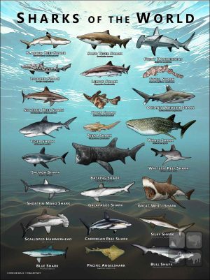 Sharks of the World poster