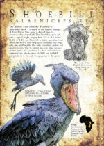 Shoebill (Balaeniceps rex) poster
