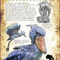 Shoebill (Balaeniceps rex) poster