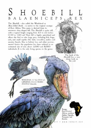 Shoebill poster