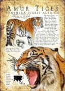 Siberian or Amur Tiger poster