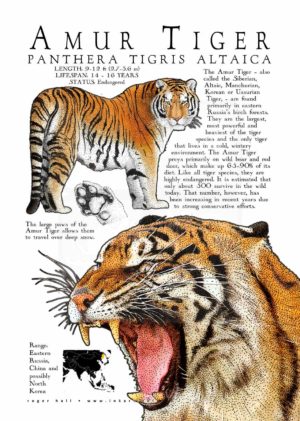 Siberian or Amur Tiger poster