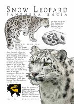 Snow Leopard poster