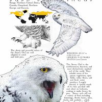 Snowy Owl poster