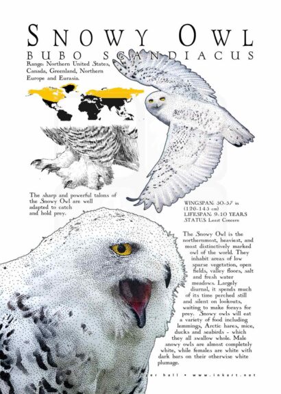 Snowy Owl poster
