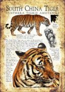 South China Tiger poster
