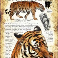 South China Tiger poster
