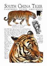 South China Tiger poster