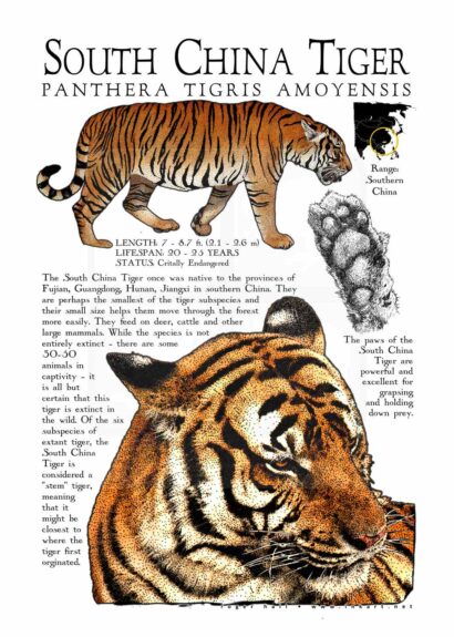South China Tiger poster