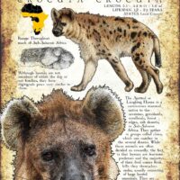 Spotted Hyena print