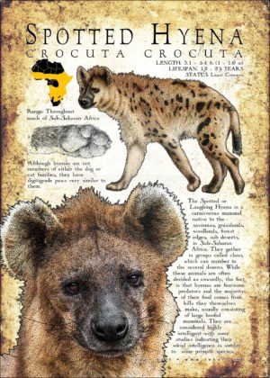 Spotted Hyena print