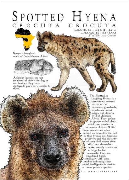 Spotted Hyena poster