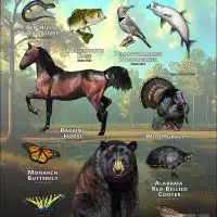 Alabama State Animals poster