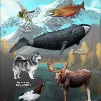 Alaska State Animals poster